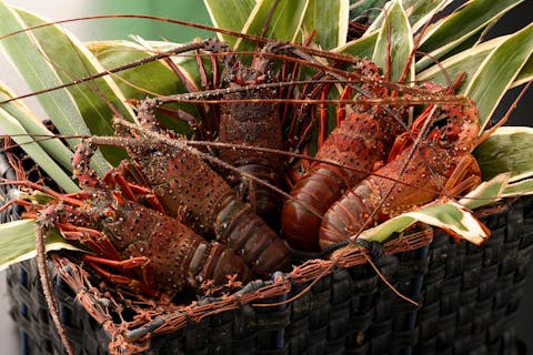 【三重・伊勢志摩・海女小屋】（伊勢海老付き：3名様～）基本コース＋伊勢海老付プラン♪ ～志摩を豪快に食べつくそう!!～