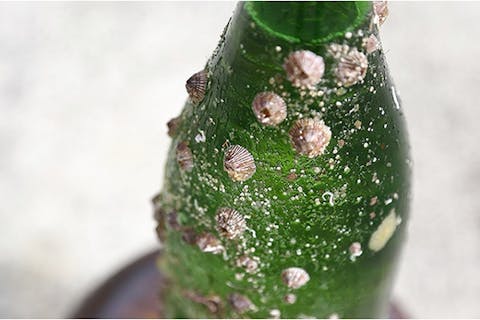 【三重・志摩・クルージング】酒好き集合！海底熟成酒引き上げ体験～大人だけの英虞湾満喫プラン～《地酒のお土産付き》