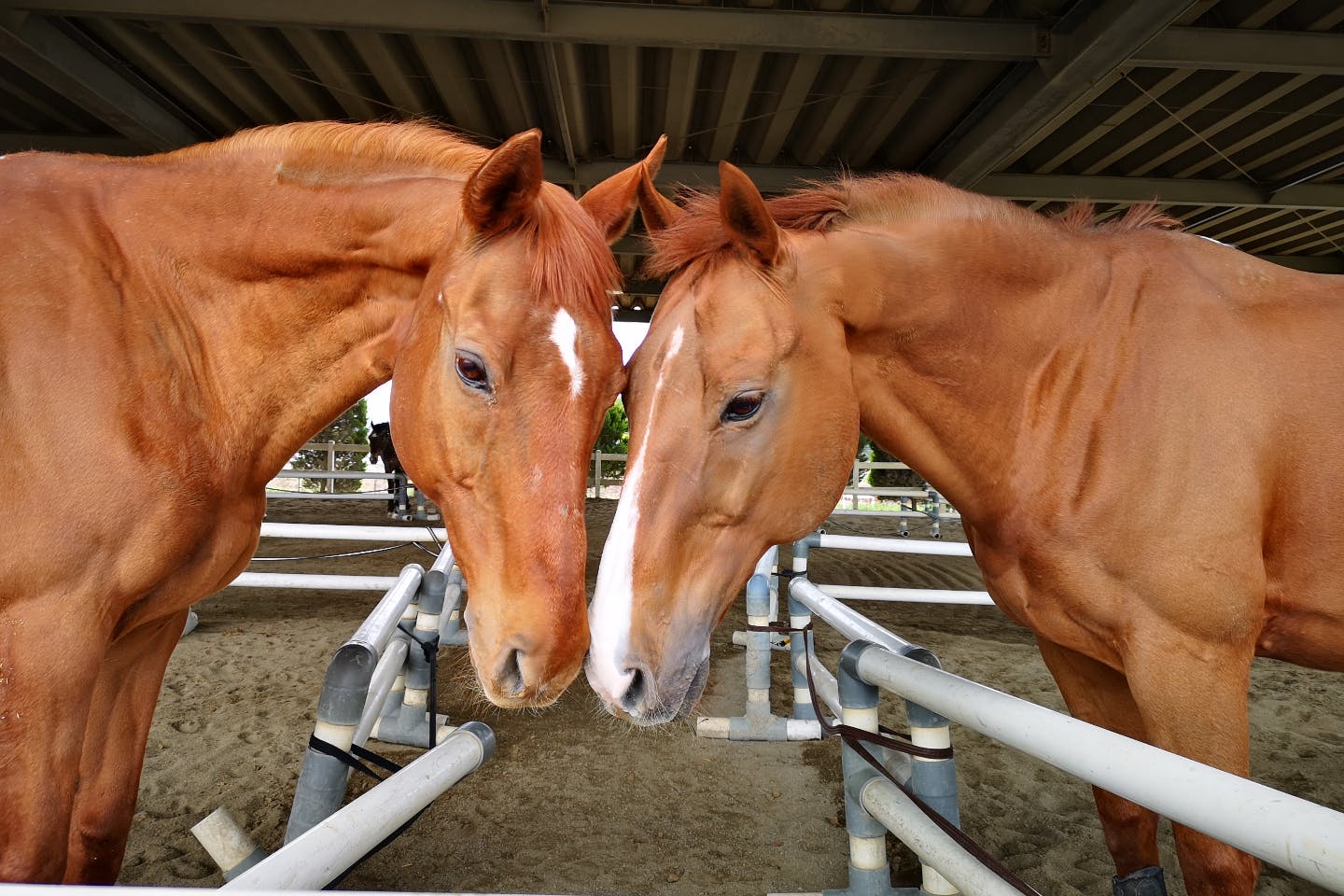 埼玉 南埼玉 乗馬 馬と触れ合い癒される 東武動物公園隣接の乗馬クラブで行う乗馬体験 アソビュー