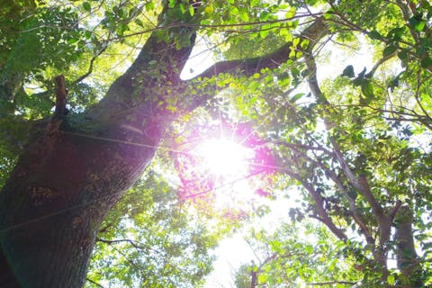 【三重・伊勢・ガイドツアー】伊勢神宮・内宮の魅力をご案内！早朝参拝ツアー