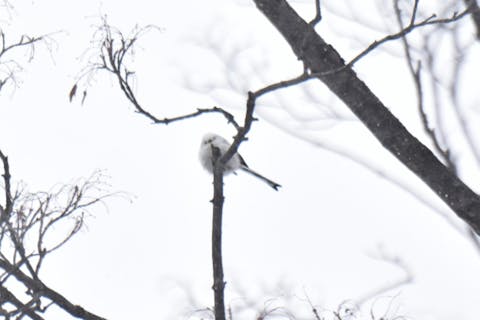 【北海道・札幌・スノーシュー】冬にしか行けない森の中をスノーシューで歩いてみよう！てくてく冬の森探検ツアー＜焚き火＆焼きマシュマロ付き＞