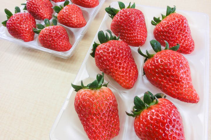 しろうま農場いちご園 ネット予約ならアソビュー しろうま農場いちご園 ネット予約ならアソビュー