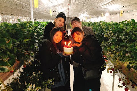 【長野・佐久・いちご狩り】静まり返る時間に堪能！大人のいちご狩り50分体験ナイトコース