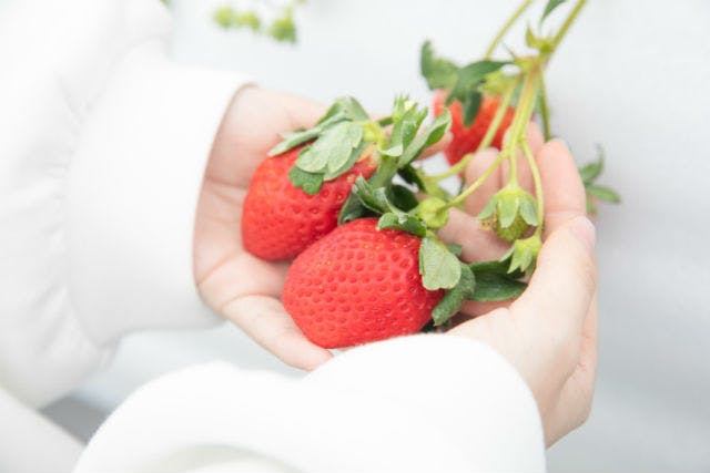 花祭いちごの谷