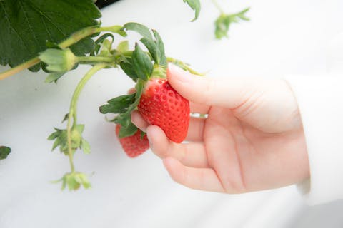佐賀 江北 いちご狩り あま い いちご40分食べ放題 いちご狩り体験 いちごさん さがほのか 4月 5月プラン アソビュー 佐賀 江北 いちご狩り あま い いちご40分食べ放題 いちご狩り体験 いちごさん さがほのか 4月 5月プラン アソビュー