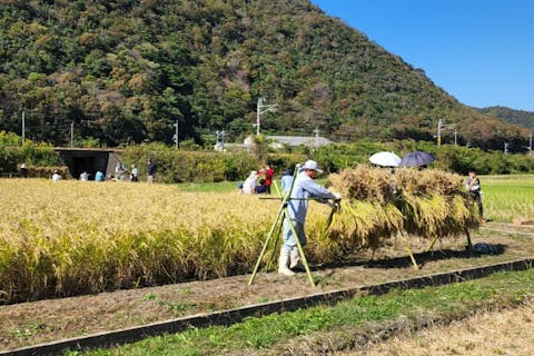 【岡山・備前・収穫体験】秋限定！おにぎり試食付き！歴史ある田んぼでの収穫体験