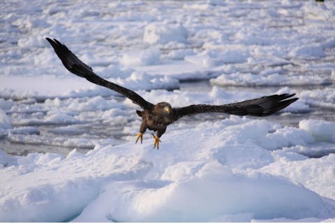 【北海道・羅臼・バードウォッチング】本格的な撮影に挑む！流氷＆バード撮影クルーズ