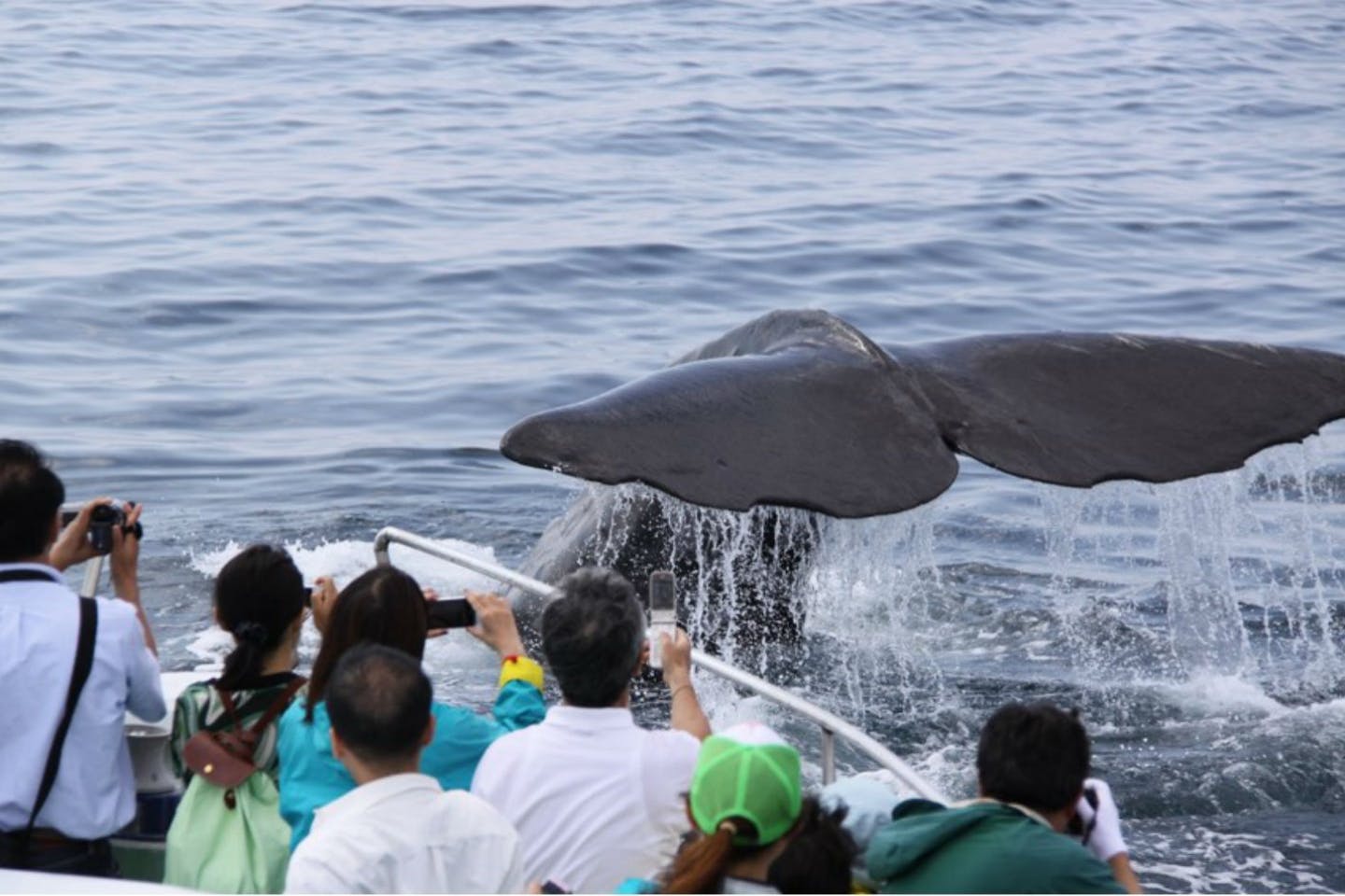 【北海道・羅臼・ホエールウォッチング】野生クジラやイルカに会いに行く観光クルーズ