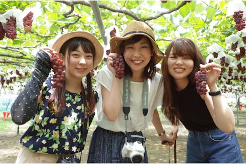 【愛知・岡崎・ぶどう狩り】小粒でお子様も食べやすい！デラウエア狩り