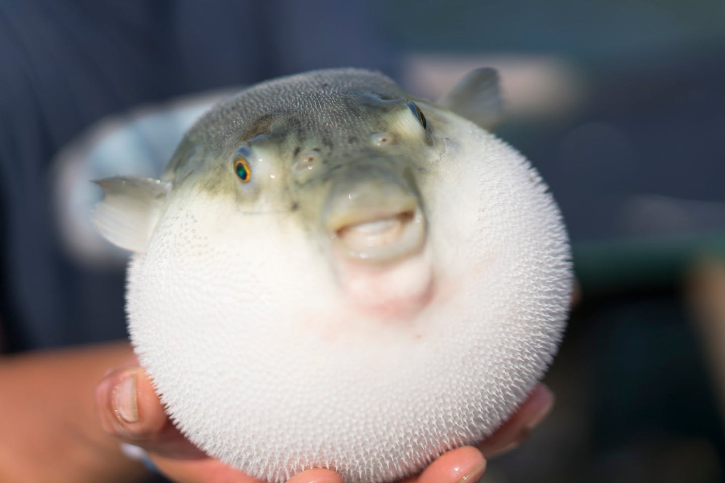 福井 若狭高浜 洞窟探検 子供に大人気 魚に餌やり体験と船で入れる洞窟見学 アソビュー 福井 若狭高浜 洞窟探検 子供に大人気 魚に餌やり体験と船で入れる洞窟見学 アソビュー