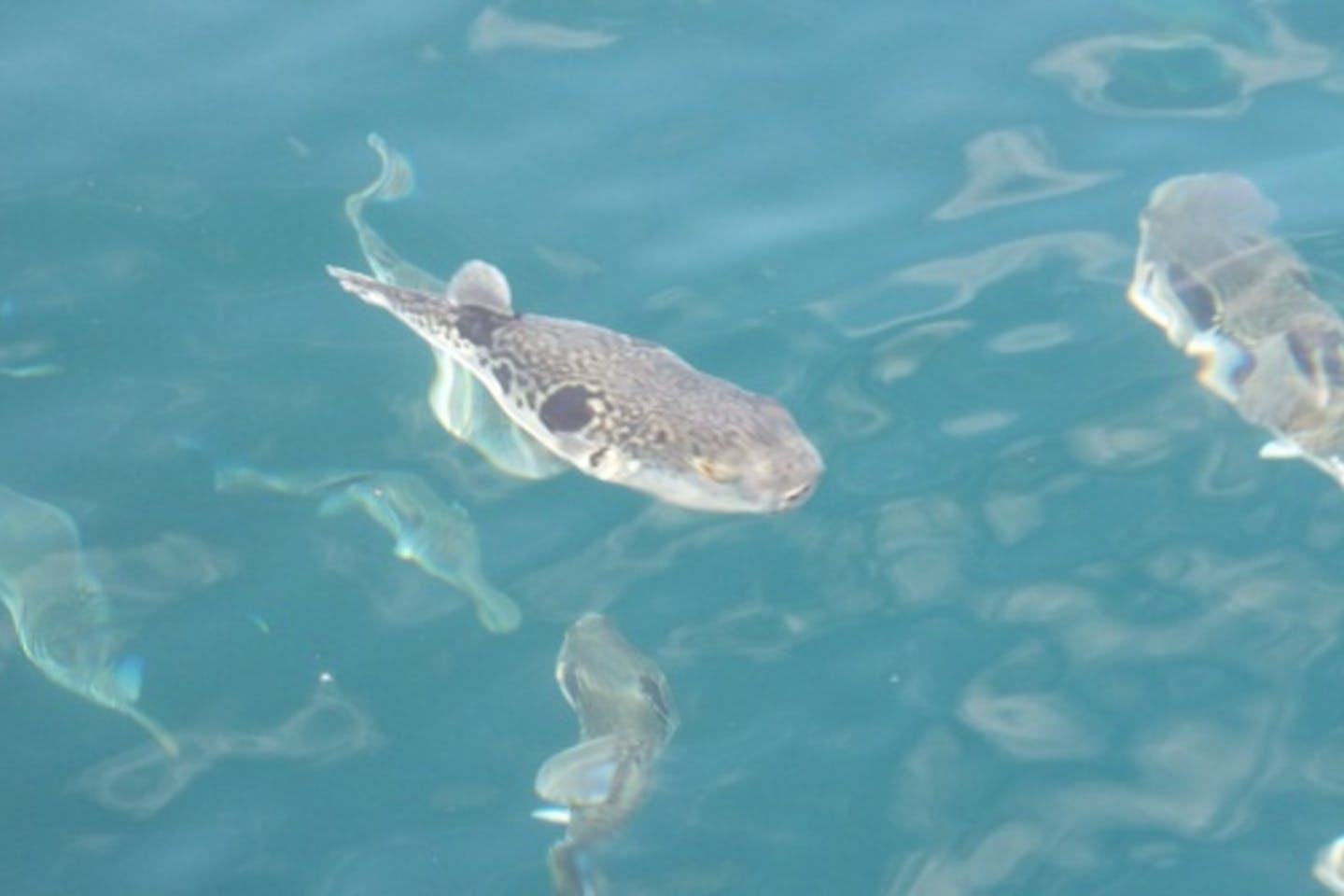 福井 若狭高浜 洞窟探検 子供に大人気 魚に餌やり体験と船で入れる洞窟見学 アソビュー 福井 若狭高浜 洞窟探検 子供に大人気 魚に餌やり体験と船で入れる洞窟見学 アソビュー