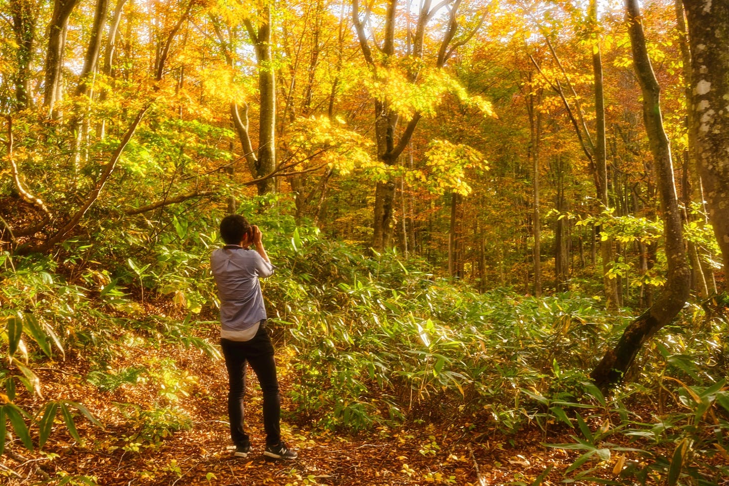 【秋田・田沢湖・トレッキング】黄金色のブナ森の中で自然を満喫するトレッキングプラン