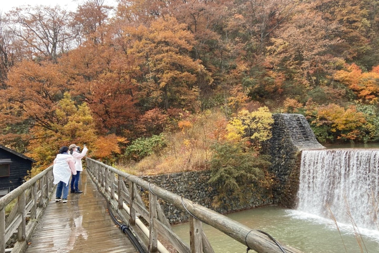 秋田 田沢湖 トレッキング 黄金色のブナ森の中で自然を満喫するトレッキングプラン アソビュー