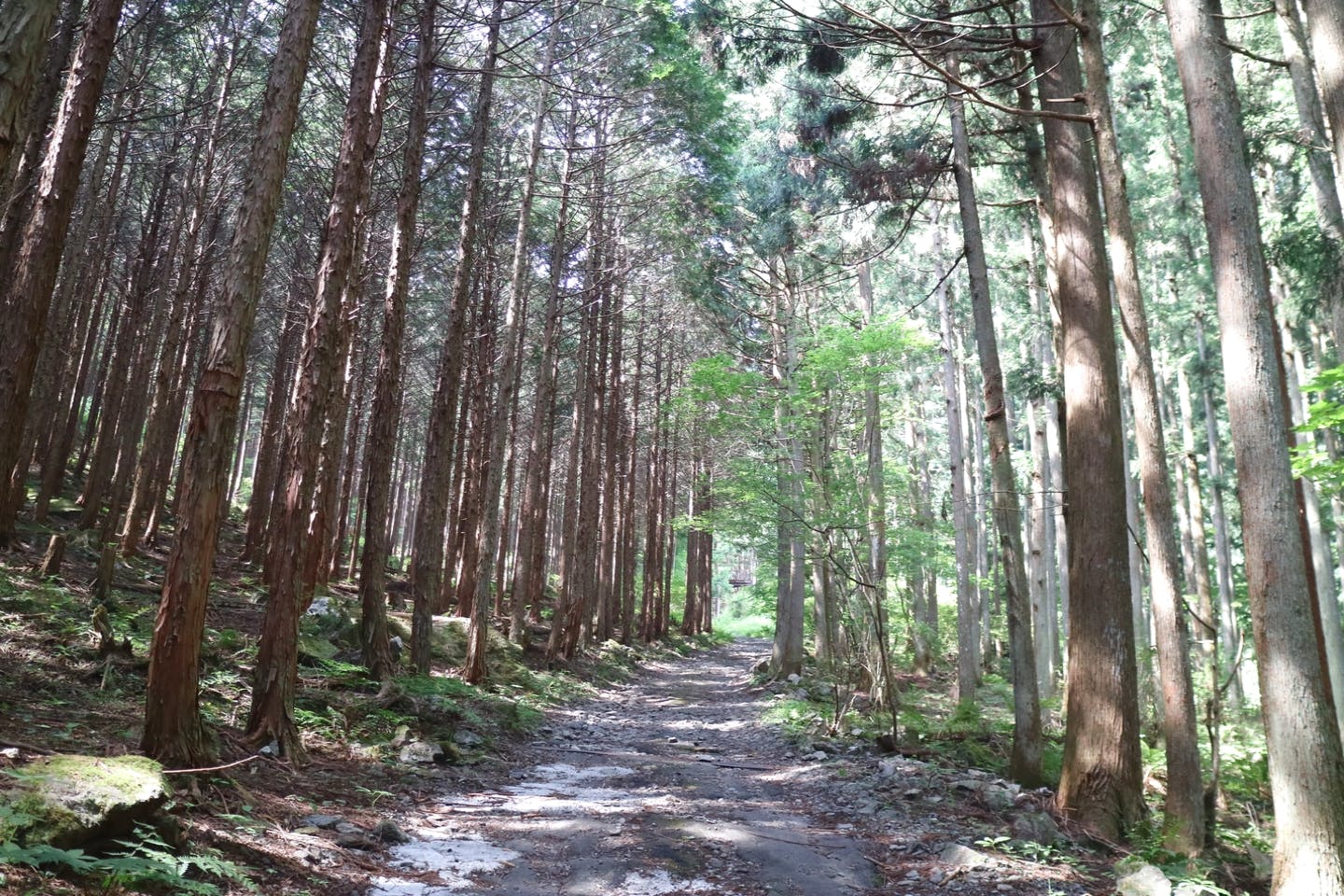 【東京・奥多摩・DIY体験】木の伐倒からDIYまで！森の体験ワークショップ