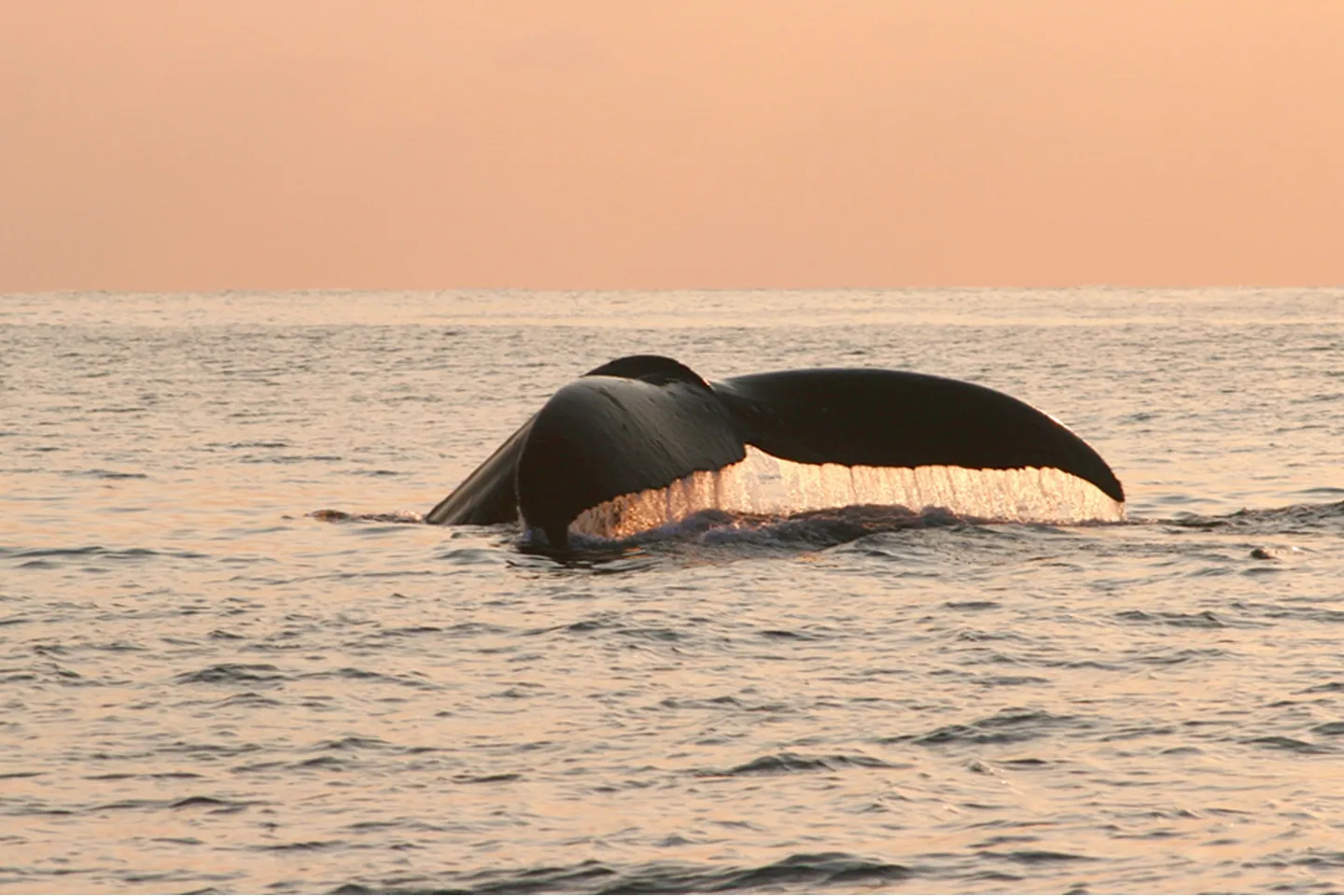 Zoom自然体験 最大1時間 オンライン教室で くじら博士になろう アソビュー