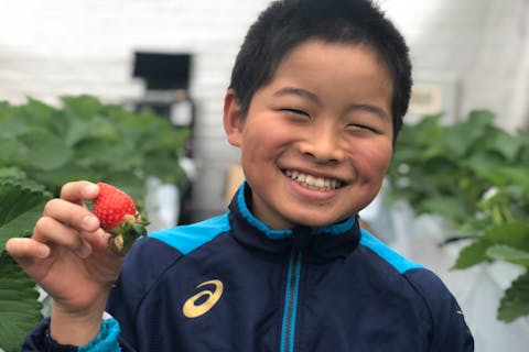 長野でイチゴ狩り 長野のおすすめイチゴ狩り農園の予約は アソビュー