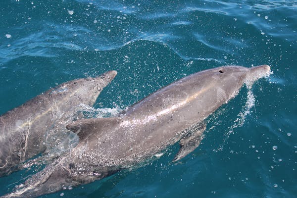 熊本・上天草・イルカウォッチング】お洒落なクルーザーでGo！イルカ