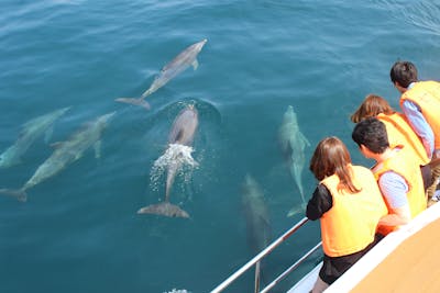熊本・上天草・イルカウォッチング】お洒落なクルーザーでGo！イルカ