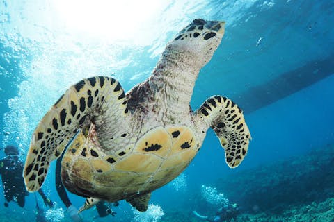 【沖縄・慶良間・ファンダイビング】気軽にGo！半日ファンダイビング（2ダイブ）初心者向け☆空港迎え無料