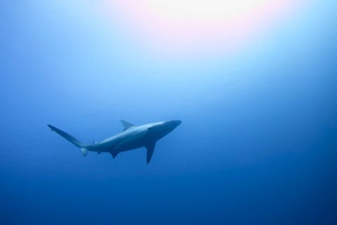 【沖縄・恩納村・ファンダイビング】万座で潜る！1日ファンダイビング（2ダイブ）