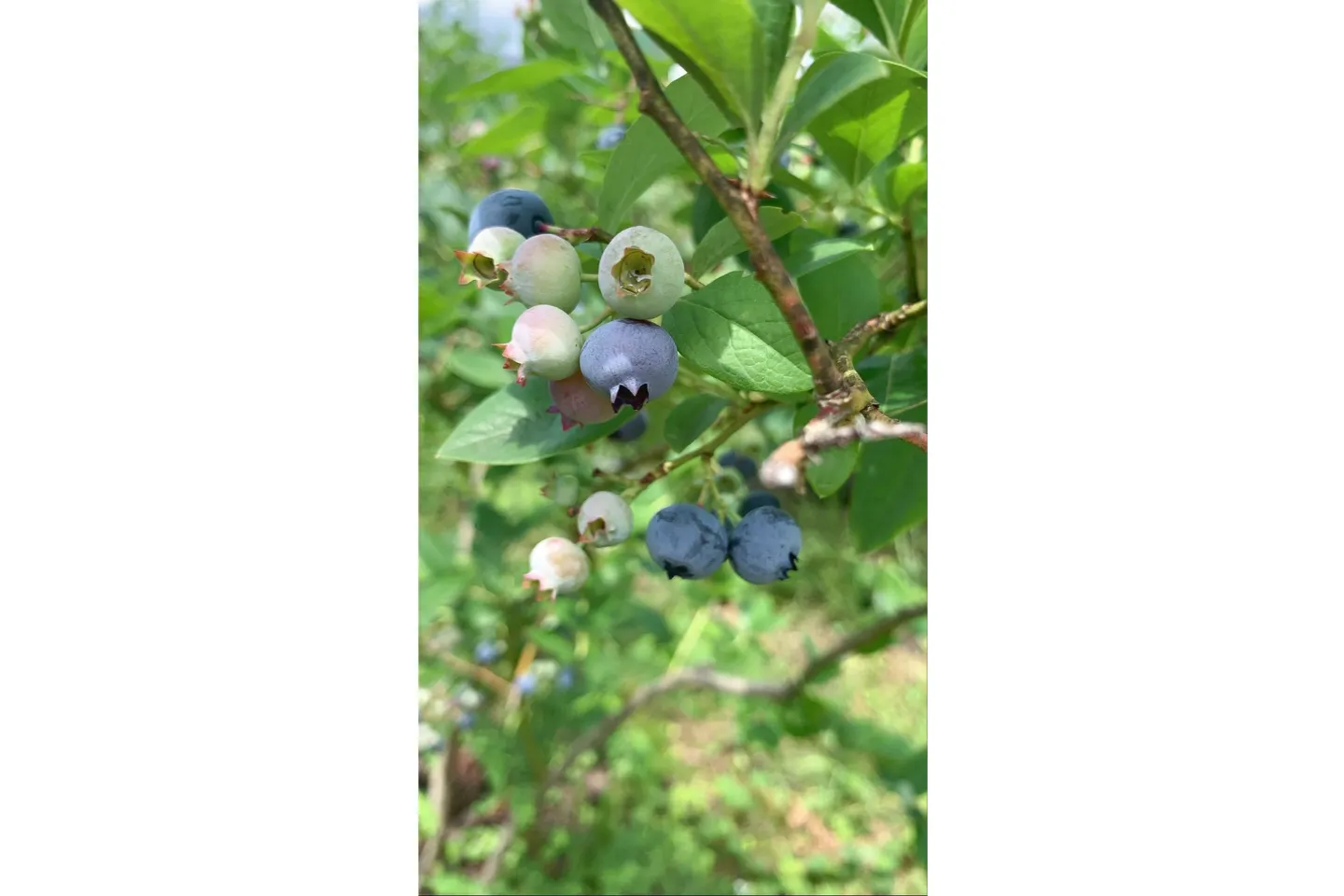 神奈川 小田原 ブルーベリー狩り 完全予約制 里山の段々畑で無農薬ブルーベリー狩り体験 お試し30分 アソビュー