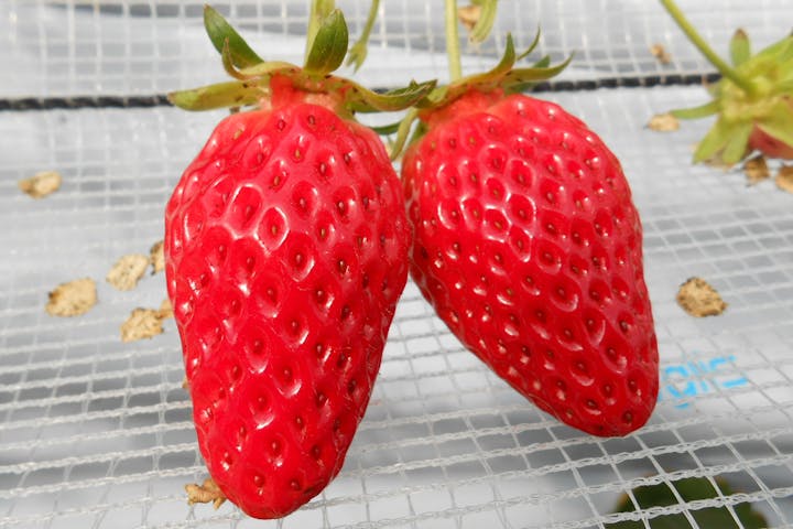 埼玉 新座 いちご狩り こだわり完熟いちごを堪能しよう 30分食べ放題プラン アソビュー 埼玉 新座 いちご狩り こだわり完熟いちごを堪能しよう 30分食べ放題プラン アソビュー