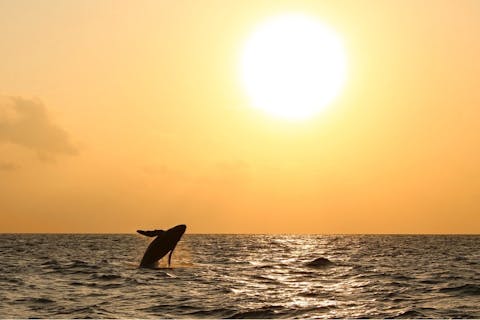 【鹿児島・奄美・クルージング】感動的な夕日を眺めながらサンセットクルージング