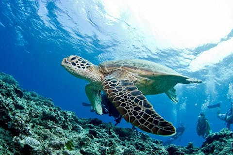 【沖縄・那覇発・慶良間諸島1日・体験ダイビング1ダイブ＆シュノーケリング】★ミシュラン二ツ星エリア開催★3ポイント回遊★専門誌で11年連続1位評価★100％完全禁煙船★写真＆送迎＆タオル＆ランチ無料★