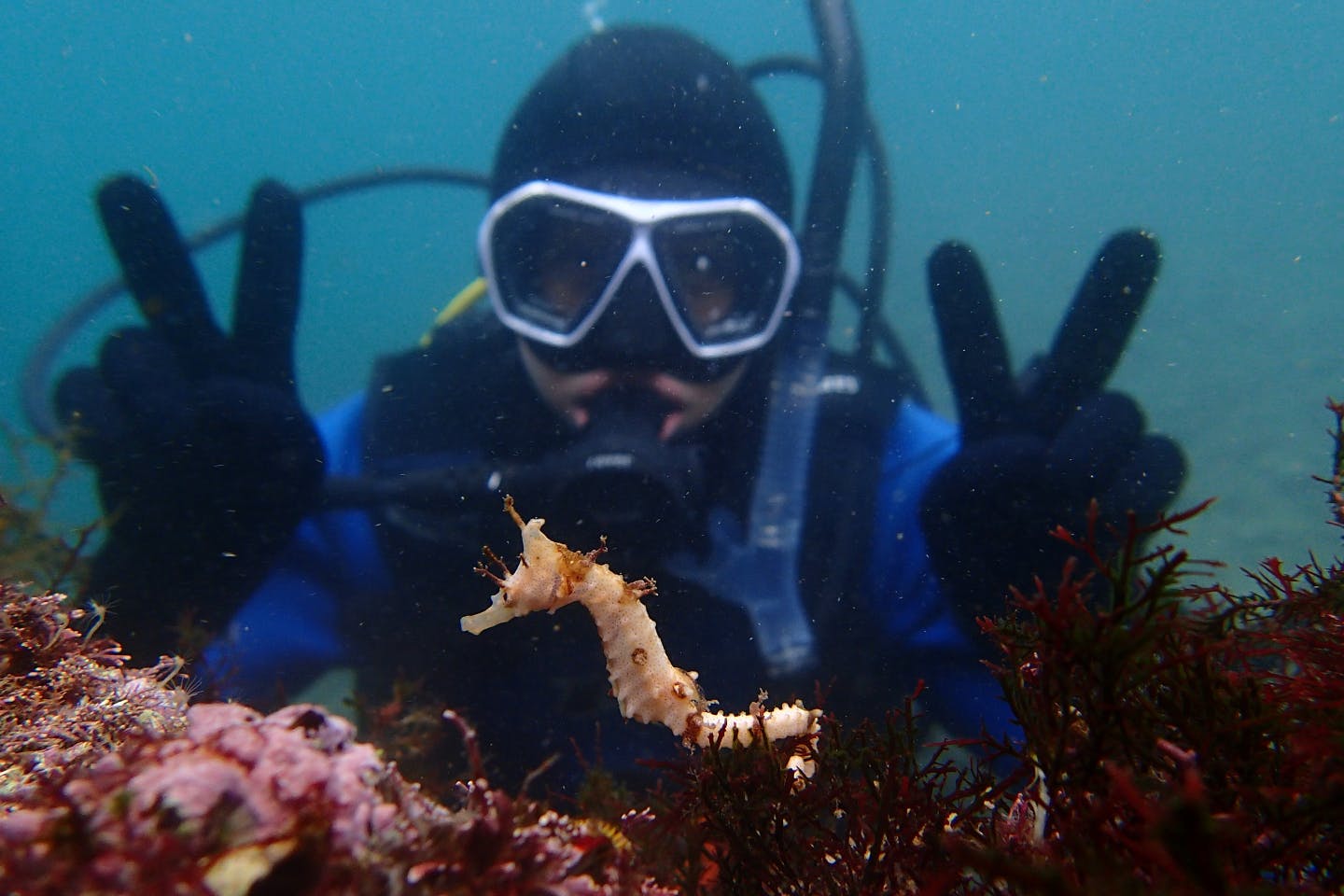 山口 長門 体験ダイビング 青海島の綺麗な海でダイビングを体験しよう アソビュー