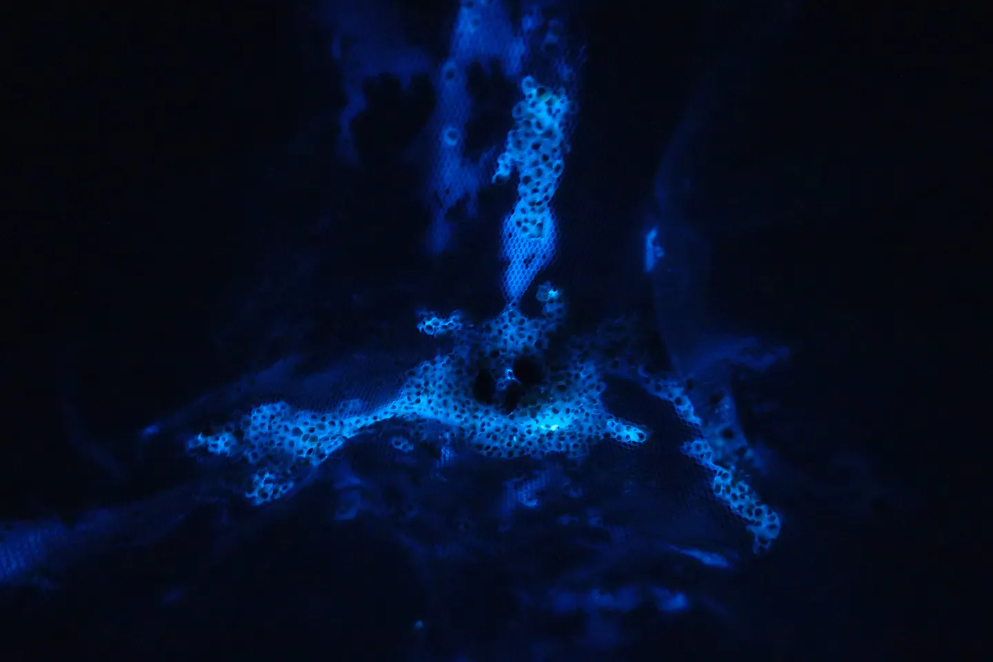 兵庫 新温泉 生物観察 幻想的な青い光 間近で海ほたるを観察しよう アソビュー