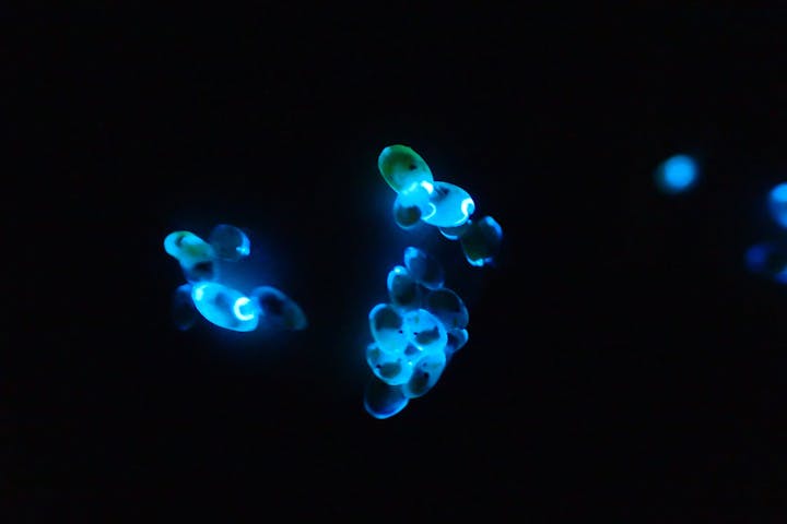 兵庫 新温泉 生物観察 幻想的な青い光 間近で海ほたるを観察しよう アソビュー