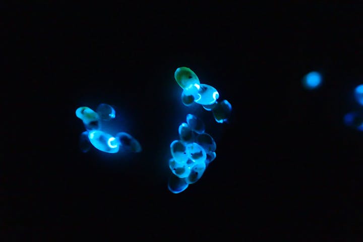 兵庫 新温泉 生物観察 幻想的な青い光 間近で海ほたるを観察しよう アソビュー 兵庫 新温泉 生物観察 幻想的な青い光 間近で海ほたるを観察しよう アソビュー