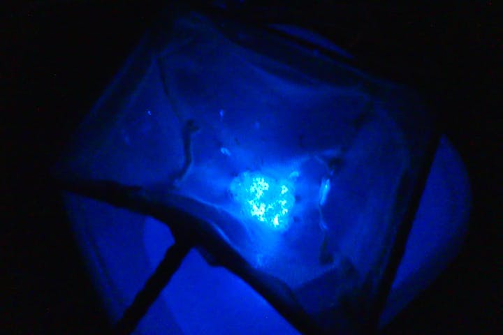 兵庫 新温泉 生物観察 幻想的な青い光 間近で海ほたるを観察しよう アソビュー 兵庫 新温泉 生物観察 幻想的な青い光 間近で海ほたるを観察しよう アソビュー