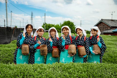 【愛知・西尾・茶摘み】抹茶のルーツをめぐってみよう！工場見学＆茶摘み体験