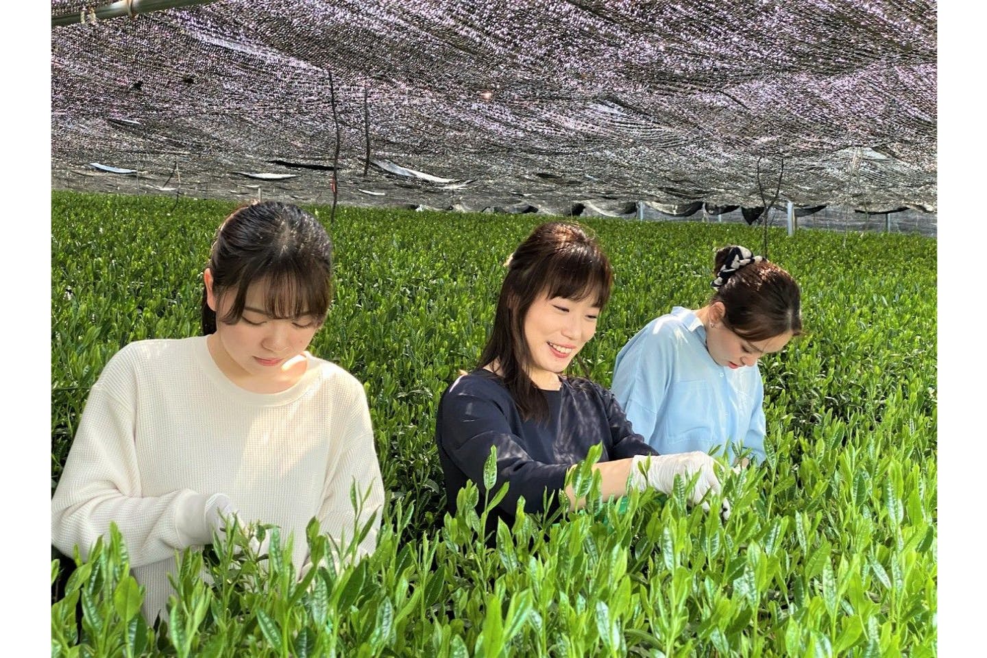 西尾の抹茶 手摘み一番茶1kg｜Yahoo!フリマ（旧PayPayフリマ）