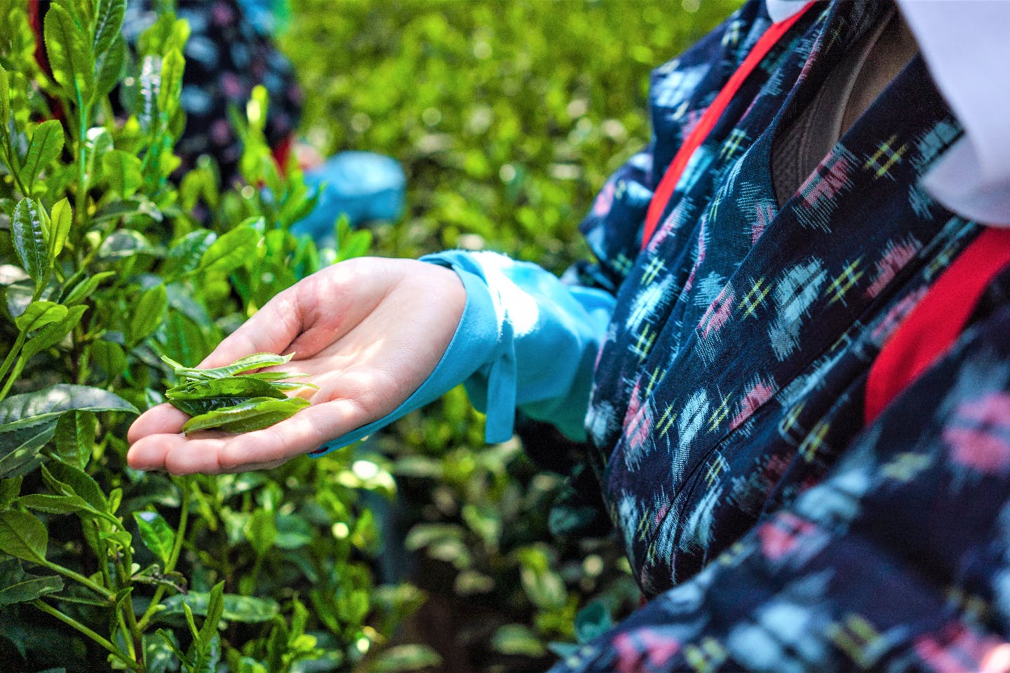 西尾の抹茶 手摘み一番茶1kg｜Yahoo!フリマ（旧PayPayフリマ）