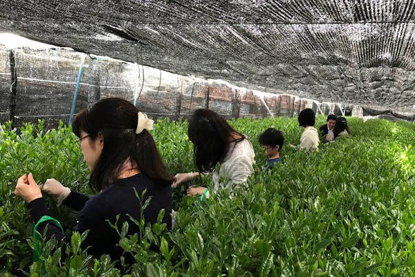 愛知・西尾・茶摘み】一番茶を手摘み！特別な茶摘み体験を楽し