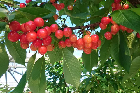 長野 果物狩り フルーツ狩り体験比較 予約 食べ放題 品種別 アソビュー