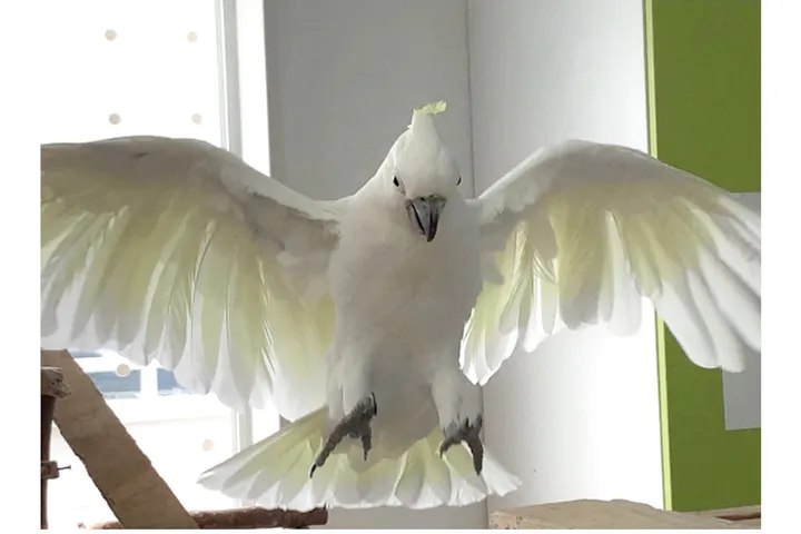 インコとオウム先生のいるお店 ふわふわインコ ネット予約ならアソビュー