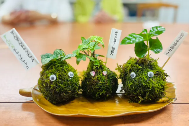 【宮城・仙台・苔玉作り】癒しのひと時♪苔玉作り体験（1個）