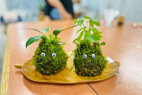 宮城・仙台・苔玉作り】癒しのひと時♪苔玉作り体験（1個）｜アソビュー！