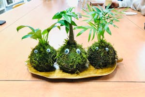 宮城・仙台・苔玉作り】自然に触れながら癒しの時間を過ごそう！苔玉