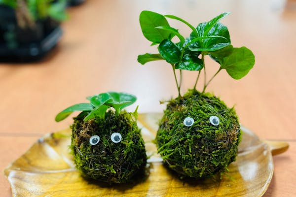 宮城・仙台・苔玉作り】自然に触れながら癒しの時間を過ごそう！苔玉