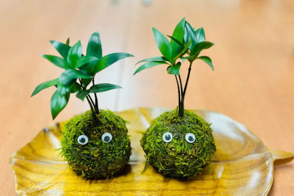 宮城・仙台・苔玉作り】癒しのひと時♪苔玉作り体験（1個）｜アソビュー！