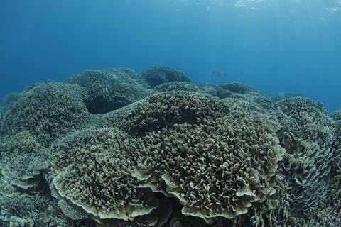 【鹿児島・奄美大島・ファンダイビング】奄美の水中世界を楽しもう！ファンダイビング