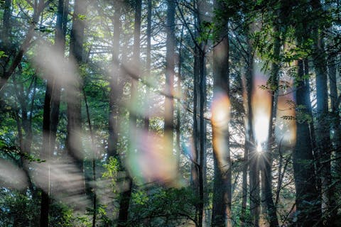 【山梨・鳴沢・エコツアー】清々しく幻想的な世界にうっとり。青木ヶ原樹海早朝さんぽ