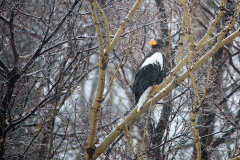 【北海道・知床・自然体験】冬の知床を代表！オオワシ・オジロワシ探索ツアー
