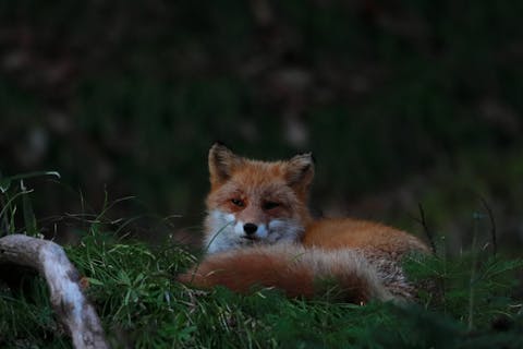 北海道 ナイトツアーの遊び体験 アソビュー 休日の便利でお得な遊び予約サイト