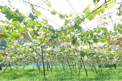 矢口果樹園｜ネット予約ならアソビュー！