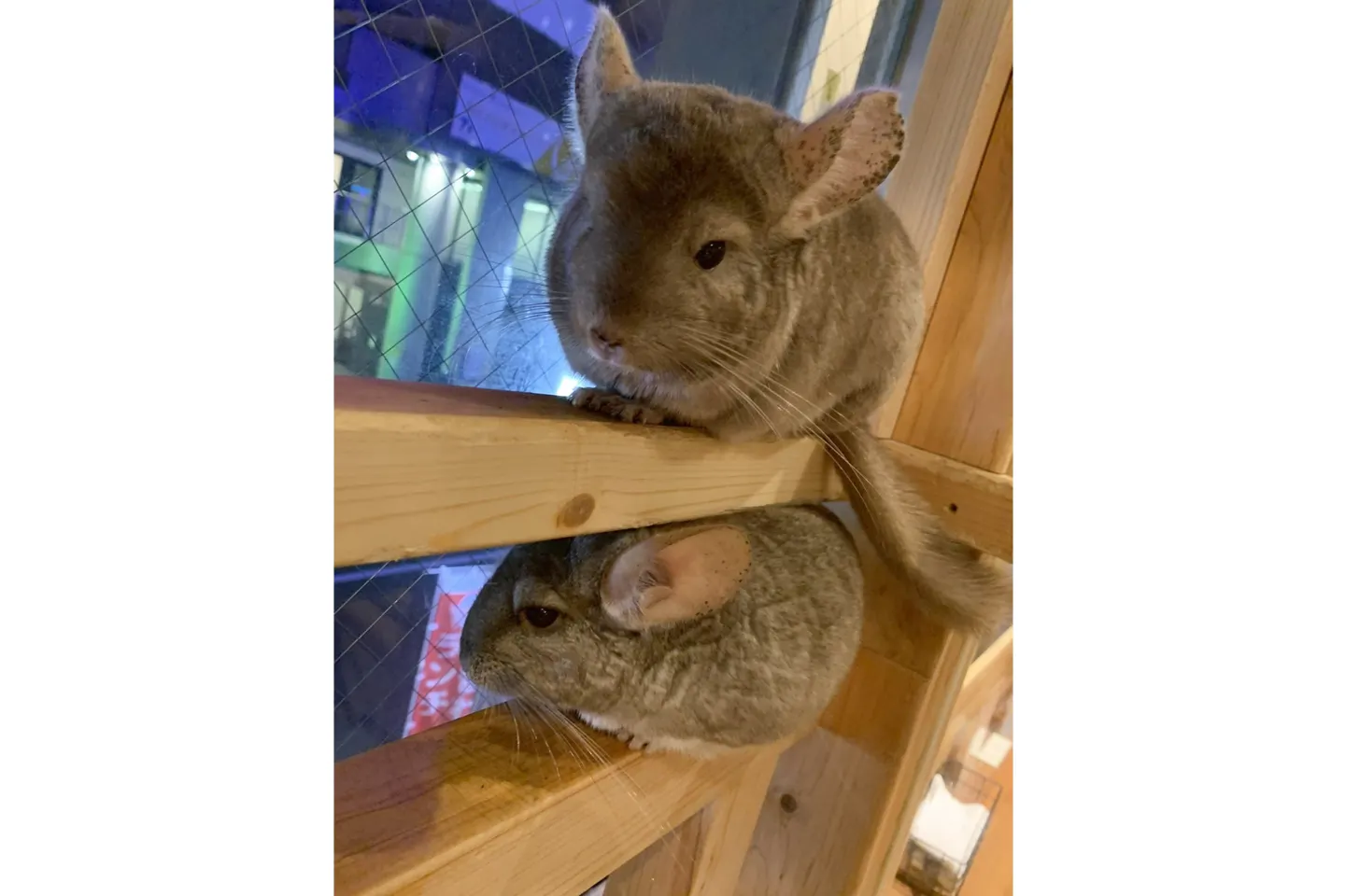 福岡県 福岡市 動物カフェ 動物が好きな方にぴったり ふれあいプラン アソビュー